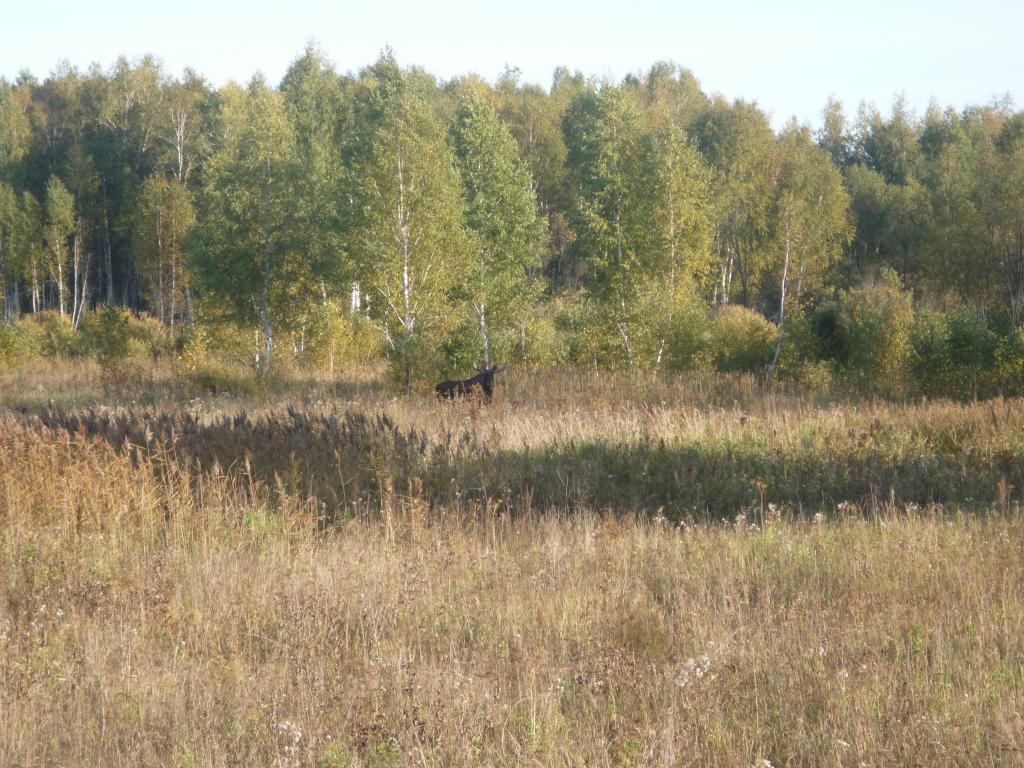 Лось
