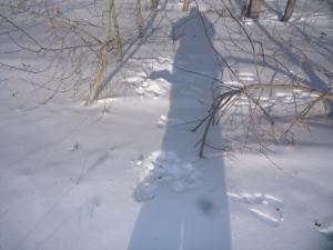 Зайчик совсем недавно здесь был