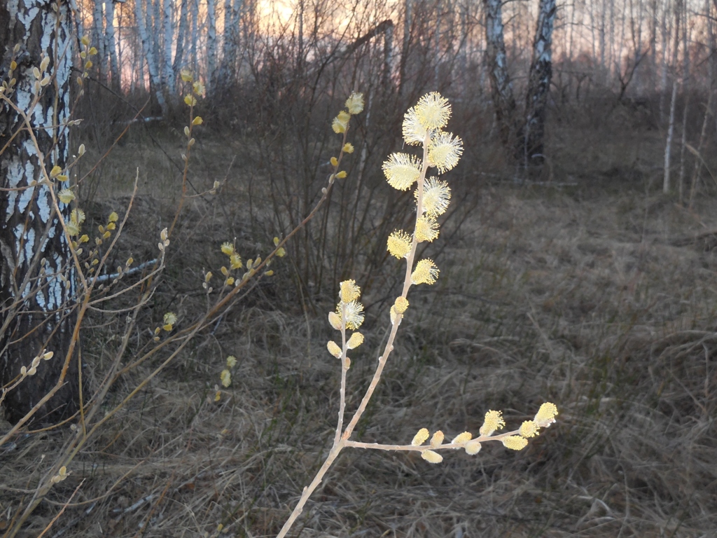Весна