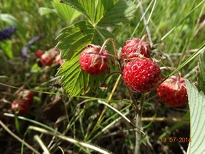 яркие краски лета