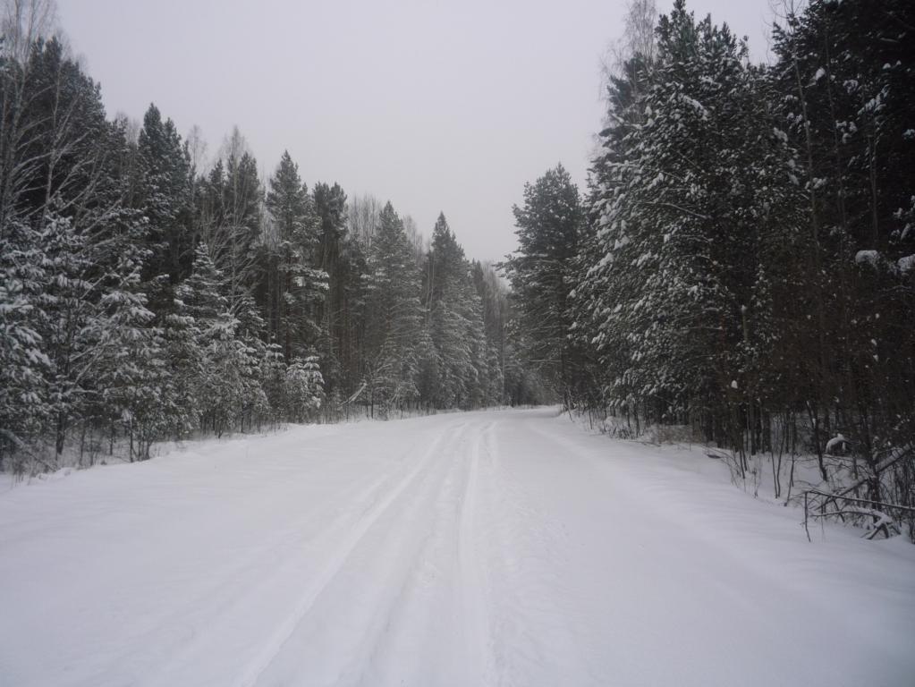 Сосновый бор, Муромцево ноябрь 2010г