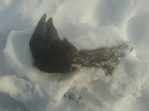 20150309_113620_resized