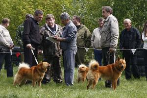 Выставка охотничьих собак 28.05.11 Омск