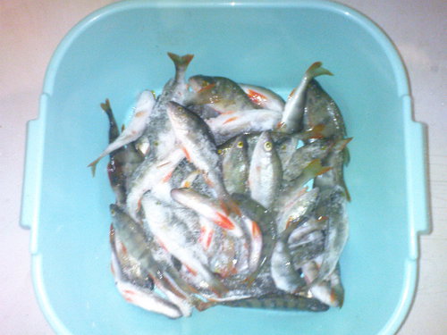 DSC00766.JPG