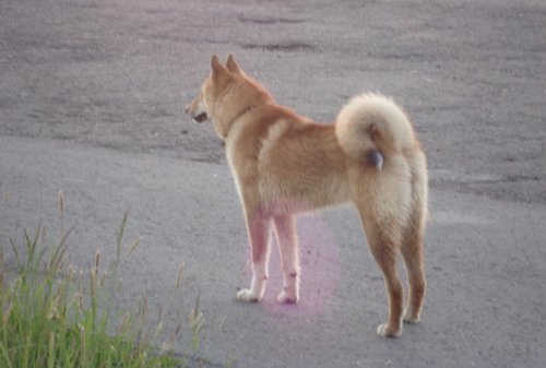 плут.jpg