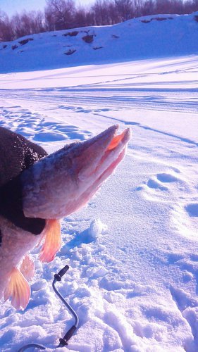 IMG_20160123_124423.jpg