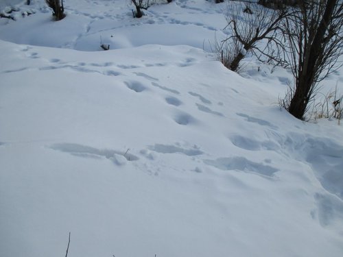 IMG_0498.jpg