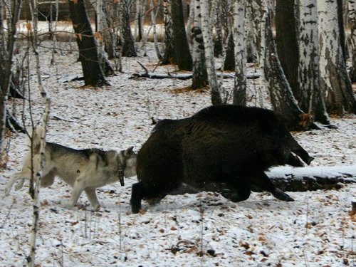 всл Тагар и кабан.jpg