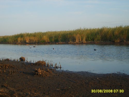 зорька.jpg