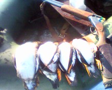 IMG0008B.jpg