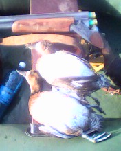 IMG0013A.jpg