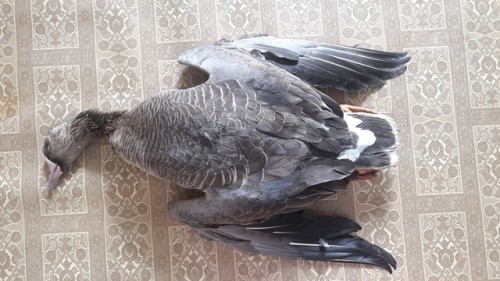 20180428_Гусь.jpg