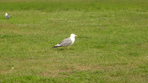 DSC09138.JPG