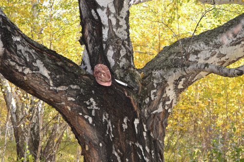 DSC_6117.jpg