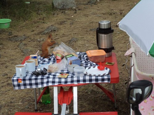 DSC00333 белка 1.jpg