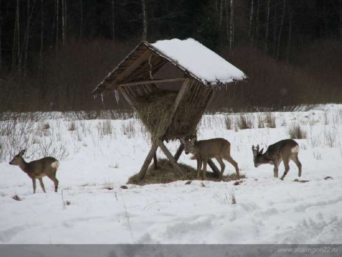 кормушки.jpg