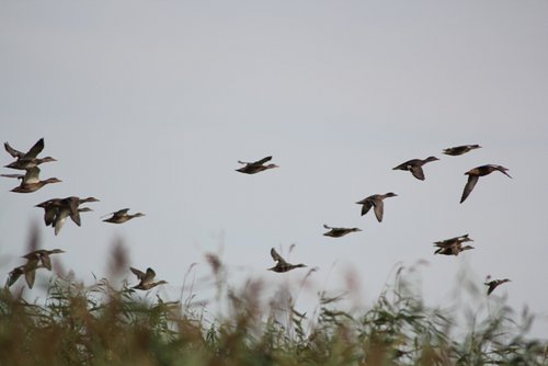 IMG_6177.JPG