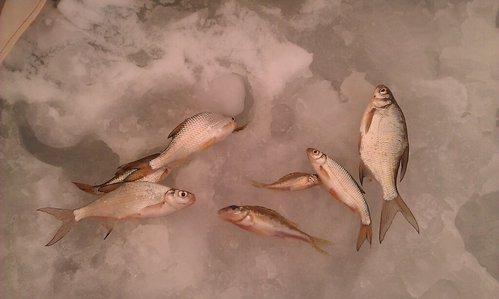 IMAG0424-1.jpg