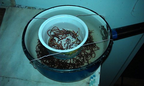 IMAG0743-1.jpg