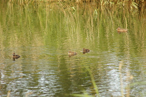 DSC00490.JPG
