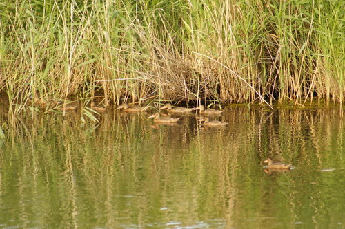 DSC00491.JPG