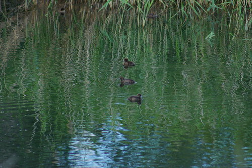 DSC00499.JPG
