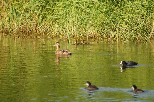 DSC00529.JPG