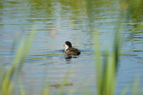 DSC00530.JPG