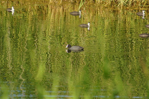 DSC00533.JPG