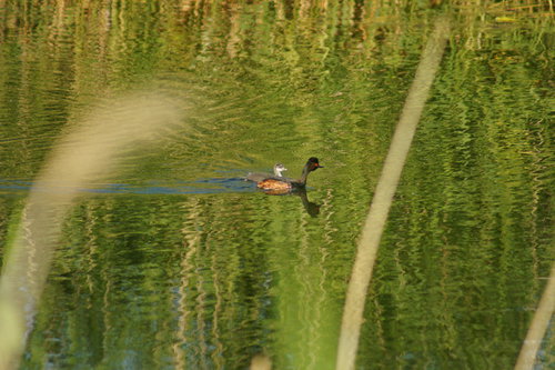 DSC00544.JPG