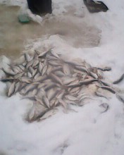 IMG0010A.jpg