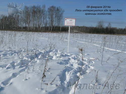 09февраля2014 Лоси интересуются границами1.jpg