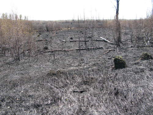 Пожар пришедший из Тюменской области выжег заказник и охотхозяйство.jpg
