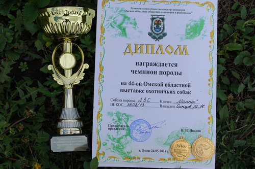 диплом.jpg