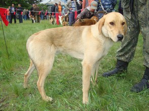 мл м 3 Зарев Чмыликов ВД.JPG